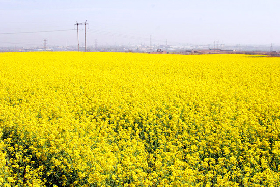 看油菜花不跑遠 盤點專屬河南的油菜花田 看油菜花不跑遠 盤點專屬河南的油菜花田