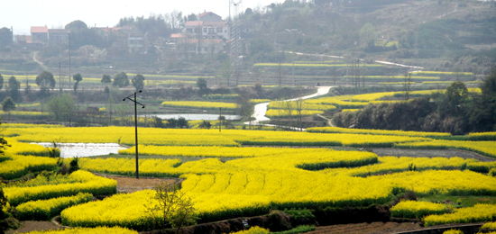 看油菜花不跑遠 盤點專屬河南的油菜花田 看油菜花不跑遠 盤點專屬河南的油菜花田