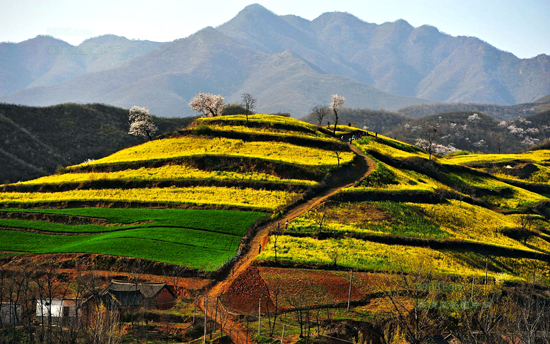 看油菜花不跑遠 盤點專屬河南的油菜花田 看油菜花不跑遠 盤點專屬河南的油菜花田