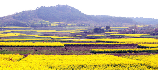 看油菜花不跑遠 盤點專屬河南的油菜花田 看油菜花不跑遠 盤點專屬河南的油菜花田