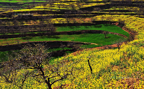 看油菜花不跑遠 盤點專屬河南的油菜花田 看油菜花不跑遠 盤點專屬河南的油菜花田
