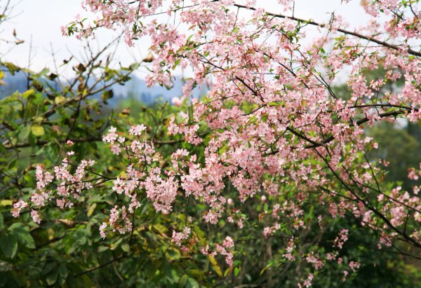 春享峨眉,樂游其中,且玩且珍惜 春享峨眉,樂游其中,且玩且珍惜