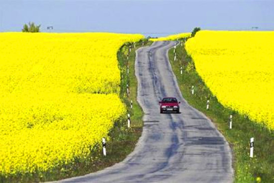 清明節自駕游避“陷阱”:超速壓線最易挨罰單