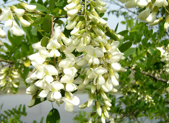 賞鄉村田園風光 品舌尖一抹槐花香 賞鄉村田園風光 品舌尖一抹槐花香