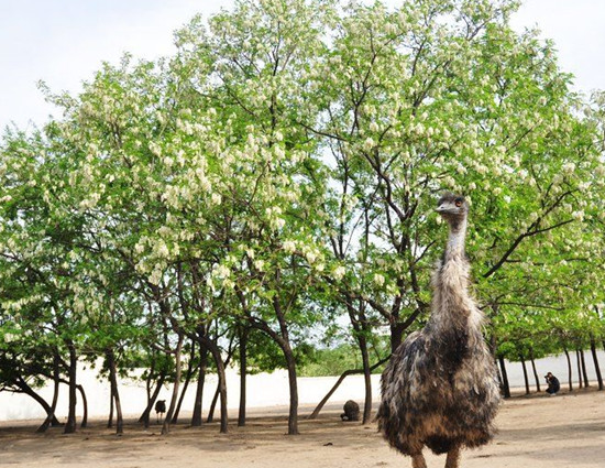 賞鄉村田園風光 品舌尖一抹槐花香 賞鄉村田園風光 品舌尖一抹槐花香