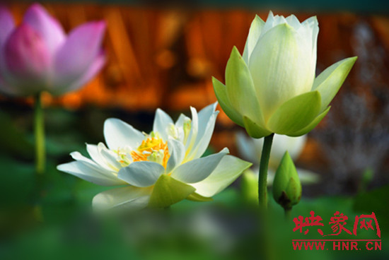 7月5日,第七屆淮陽荷花節將于7月8日正式拉開序幕。