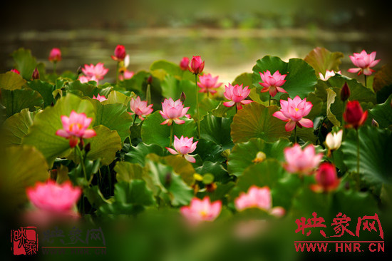 7月5日,第七屆淮陽荷花節將于7月8日正式拉開序幕。