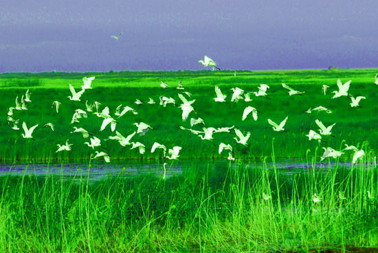 樂享綠色夏日 濕地公園生態親水之旅