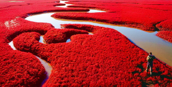 樂享綠色夏日 濕地公園生態親水之旅