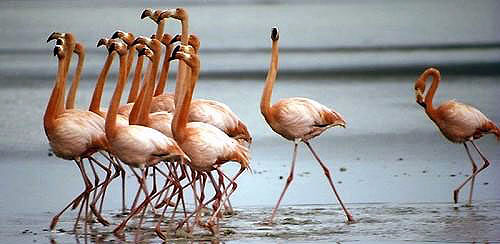 加拉帕哥斯群島(龜島),厄瓜多爾 加拉帕哥斯群島(龜島),厄瓜多爾