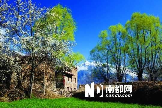 　　三月里,川西北的梨花盛放,寨子、碉樓、梨花……構成最美的丹巴風光。