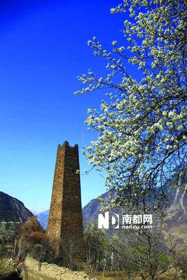　　丹巴的碉樓與梨花互相輝映。