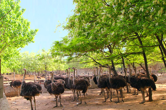 周末出游哪里去 亞洲最大鴕鳥養殖基地別錯過 周末出游哪里去 亞洲最大鴕鳥養殖基地別錯過