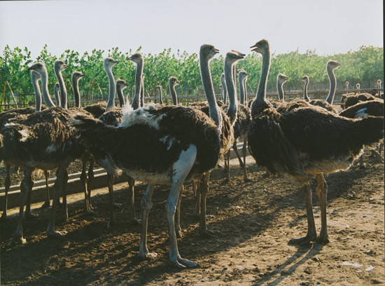 周末出游哪里去 亞洲最大鴕鳥養殖基地別錯過 周末出游哪里去 亞洲最大鴕鳥養殖基地別錯過
