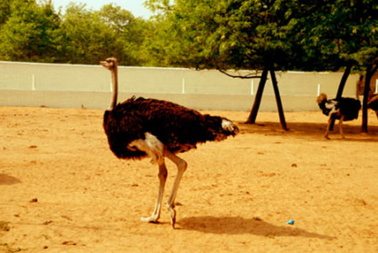 周末出游哪里去 亞洲最大鴕鳥養殖基地別錯過 周末出游哪里去 亞洲最大鴕鳥養殖基地別錯過