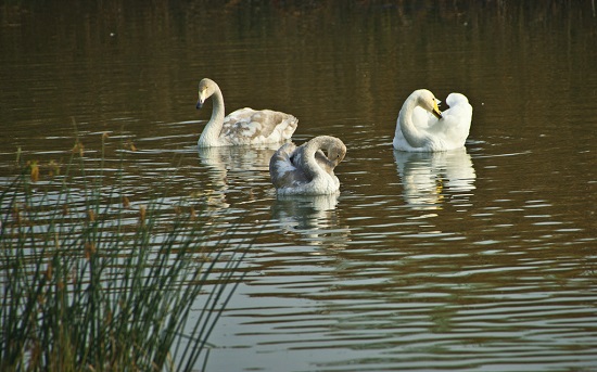 首批白天鵝飛臨三門峽越冬 數月內仍陸續降臨