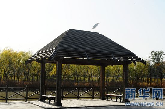 鄭州綠博園引野生黃嘴白鷺長期駐足 鄭州綠博園引野生黃嘴白鷺長期駐足