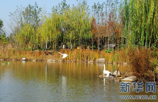 鄭州綠博園引野生黃嘴白鷺長期駐足 鄭州綠博園引野生黃嘴白鷺長期駐足