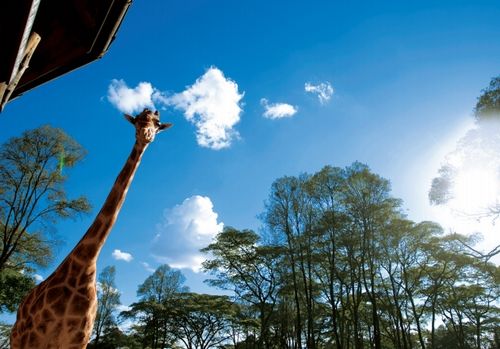 溫文爾雅的長頸鹿 溫文爾雅的長頸鹿