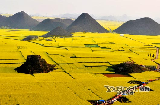 說到羅平, 無人不知,只因那有全國面積最大的油菜花田。(圖片來源:CFP) 說到羅平, 無人不知,只因那有全國面積最大的油菜花田。(圖片來源:CFP)