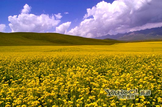 青海門源的油菜花景色甚為壯觀,十足的西部風味。(圖片來源:CFP) 青海門源的油菜花景色甚為壯觀,十足的西部風味。(圖片來源:CFP)