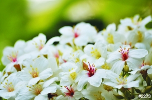 體驗浪漫桐花祭 寶島春日的湖光山色 體驗浪漫桐花祭 寶島春日的湖光山色