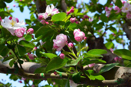 女人如花 隨侍甄嬛娘娘賞花去 女人如花 隨侍甄嬛娘娘賞花去