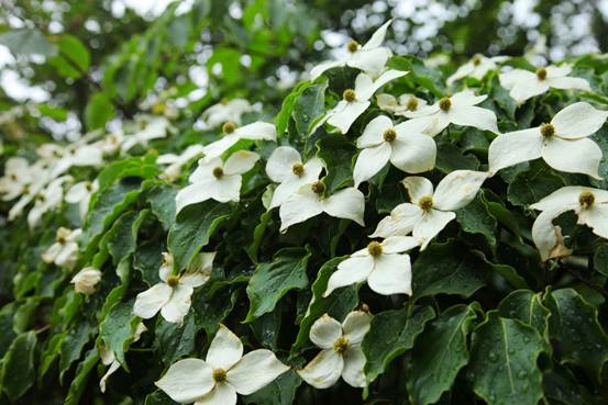 四照花開(kāi)滿(mǎn)樹(shù),賞花正當(dāng)時(shí)