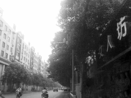 樹木枝繁葉茂,幾乎完全擋住紅綠燈 網(wǎng)友供圖 樹木枝繁葉茂,幾乎完全擋住紅綠燈 網(wǎng)友供圖