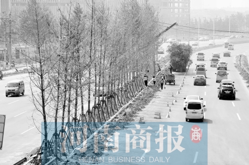 西三環化工路,工人正在車道中間種植銀杏樹 西三環化工路,工人正在車道中間種植銀杏樹