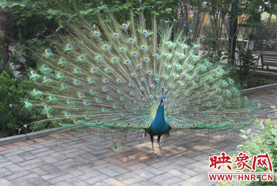 游客們來到動物園可以近距離觀賞孔雀開屏。