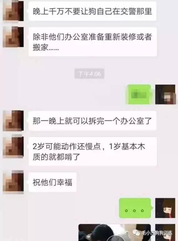 薩摩耶混吃混喝1個月 交警隊尋主人:我們被吃窮了 薩摩耶混吃混喝1個月 交警隊尋主人:我們被吃窮了