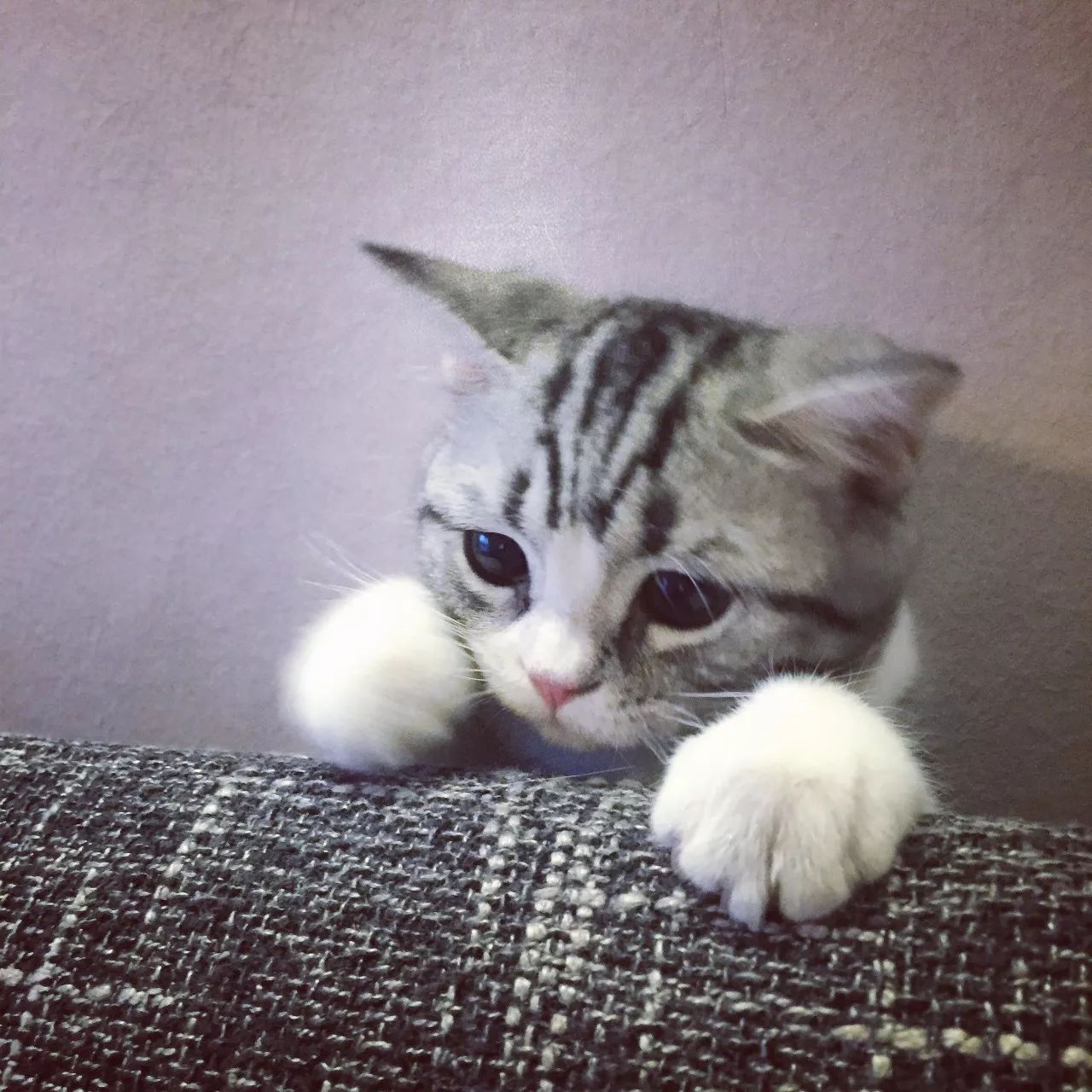 一只虛擬寵物貓叫價13億元？云養貓成真