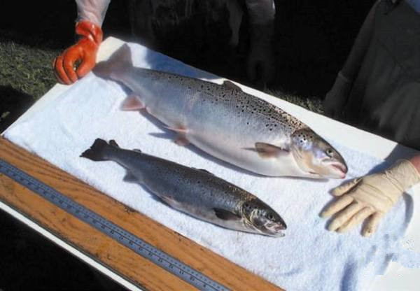 美國為何要率先吃轉基因動物? 美國為何要率先吃轉基因動物?