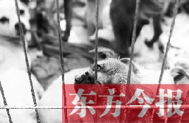 一只流浪狗狗被捕捉進籠子 東方今報首席記者 劉棟杰 攝 一只流浪狗狗被捕捉進籠子 東方今報首席記者 劉棟杰 攝