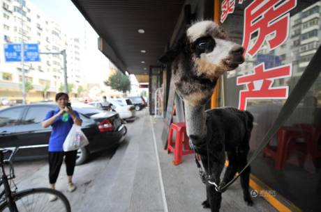女子網購羊駝被當狗 女子網購羊駝被當狗