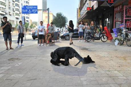 女子網購羊駝被當狗 女子網購羊駝被當狗
