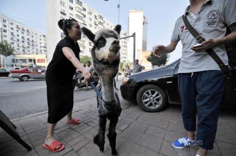 女子網購羊駝被當狗 女子網購羊駝被當狗