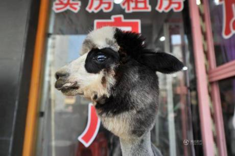 女子網購羊駝被當狗 女子網購羊駝被當狗