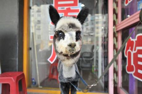 女子網購羊駝被當狗 女子網購羊駝被當狗