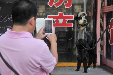 女子網購羊駝被當狗 女子網購羊駝被當狗