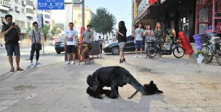 女子網購羊駝被當狗 女子網購羊駝被當狗