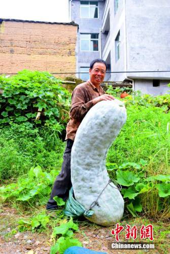 福建蕉城一農戶種出173.5斤巨型冬瓜 福建蕉城一農戶種出173.5斤巨型冬瓜