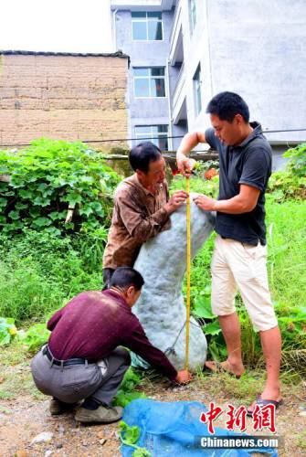 福建蕉城一農戶種出173.5斤巨型冬瓜 福建蕉城一農戶種出173.5斤巨型冬瓜