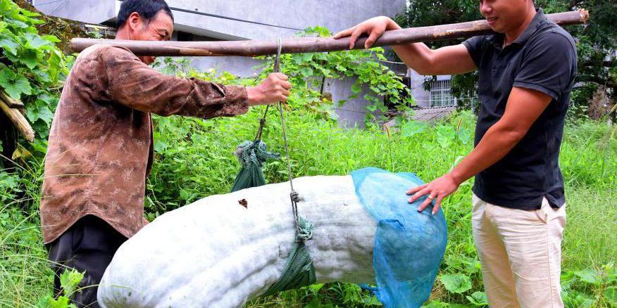 福建蕉城一農戶種出173.5斤巨型冬瓜 福建蕉城一農戶種出173.5斤巨型冬瓜