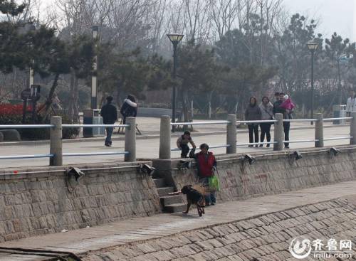 青島棧橋現“環保狗” 跳海撿垃圾 青島棧橋現“環保狗” 跳海撿垃圾