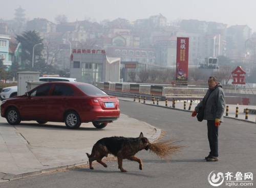 青島棧橋現“環保狗” 跳海撿垃圾 青島棧橋現“環保狗” 跳海撿垃圾