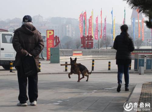 青島棧橋現“環保狗” 跳海撿垃圾 青島棧橋現“環保狗” 跳海撿垃圾