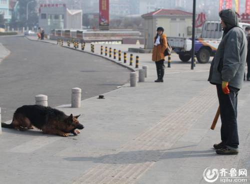 青島棧橋現“環保狗” 跳海撿垃圾 青島棧橋現“環保狗” 跳海撿垃圾