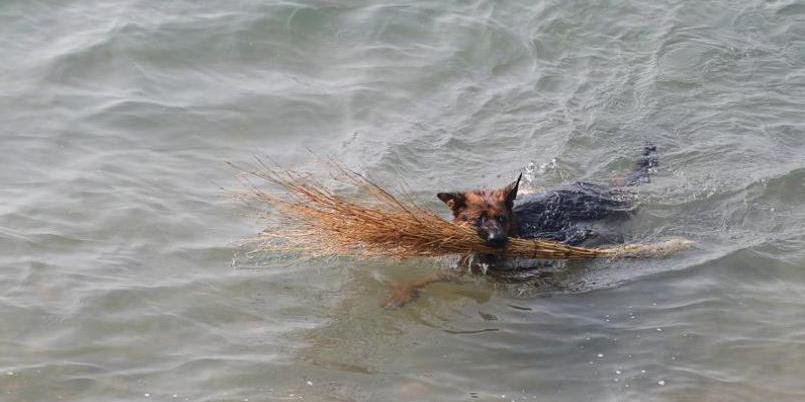 青島棧橋現“環保狗” 跳海撿垃圾 青島棧橋現“環保狗” 跳海撿垃圾